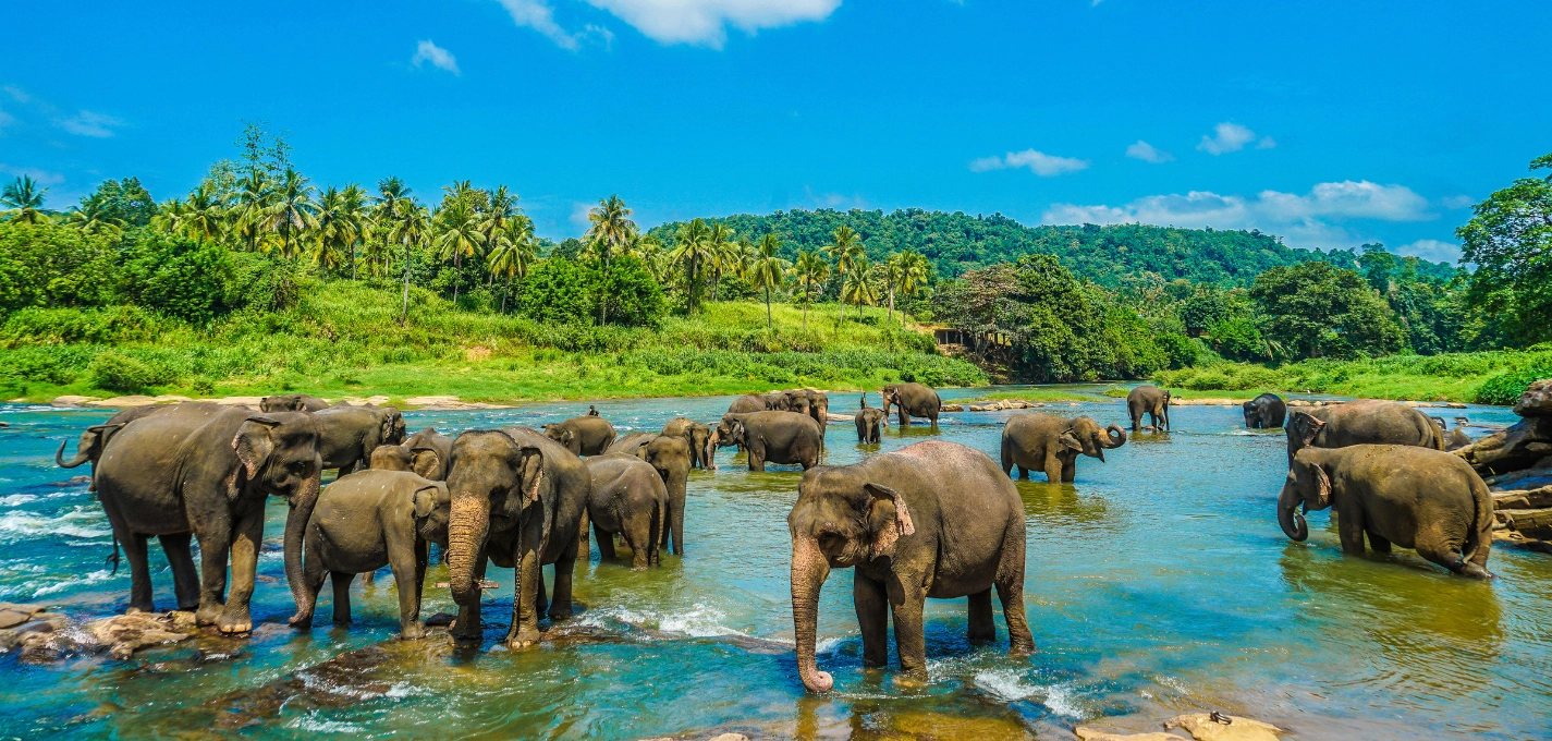 Srilankan Wonders